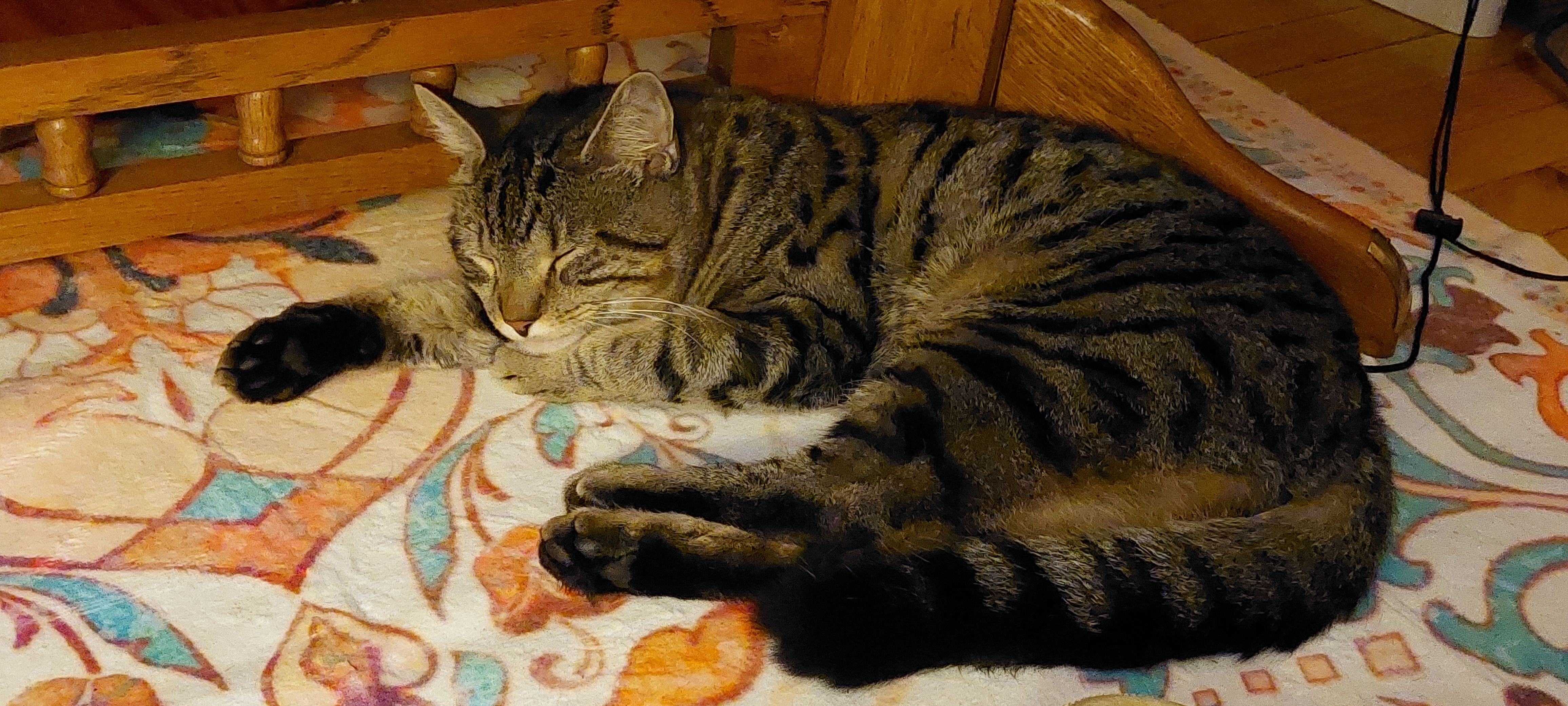 sleepy joe enjoying the new rug